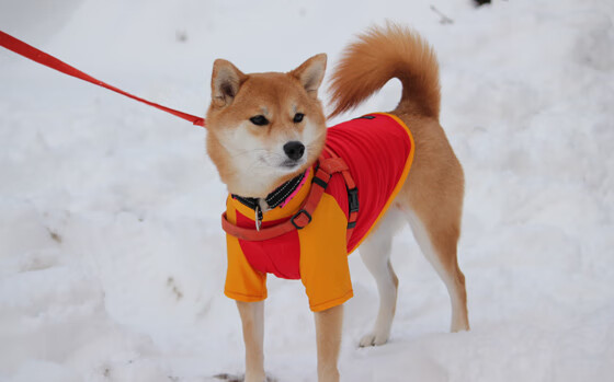 kaiyun中国官方网站-_掘金队攻守兼备,展现强大实力_,掘金队的简介