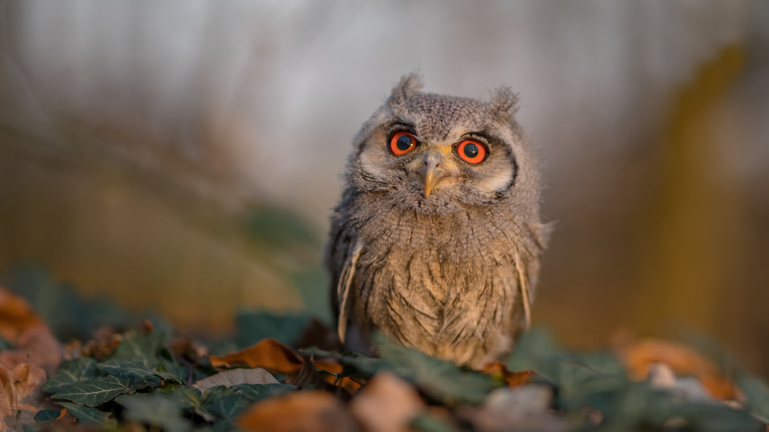 kaiyun网站-中国篮球青训营创新人才培养模式,中国国家篮球青训选拔