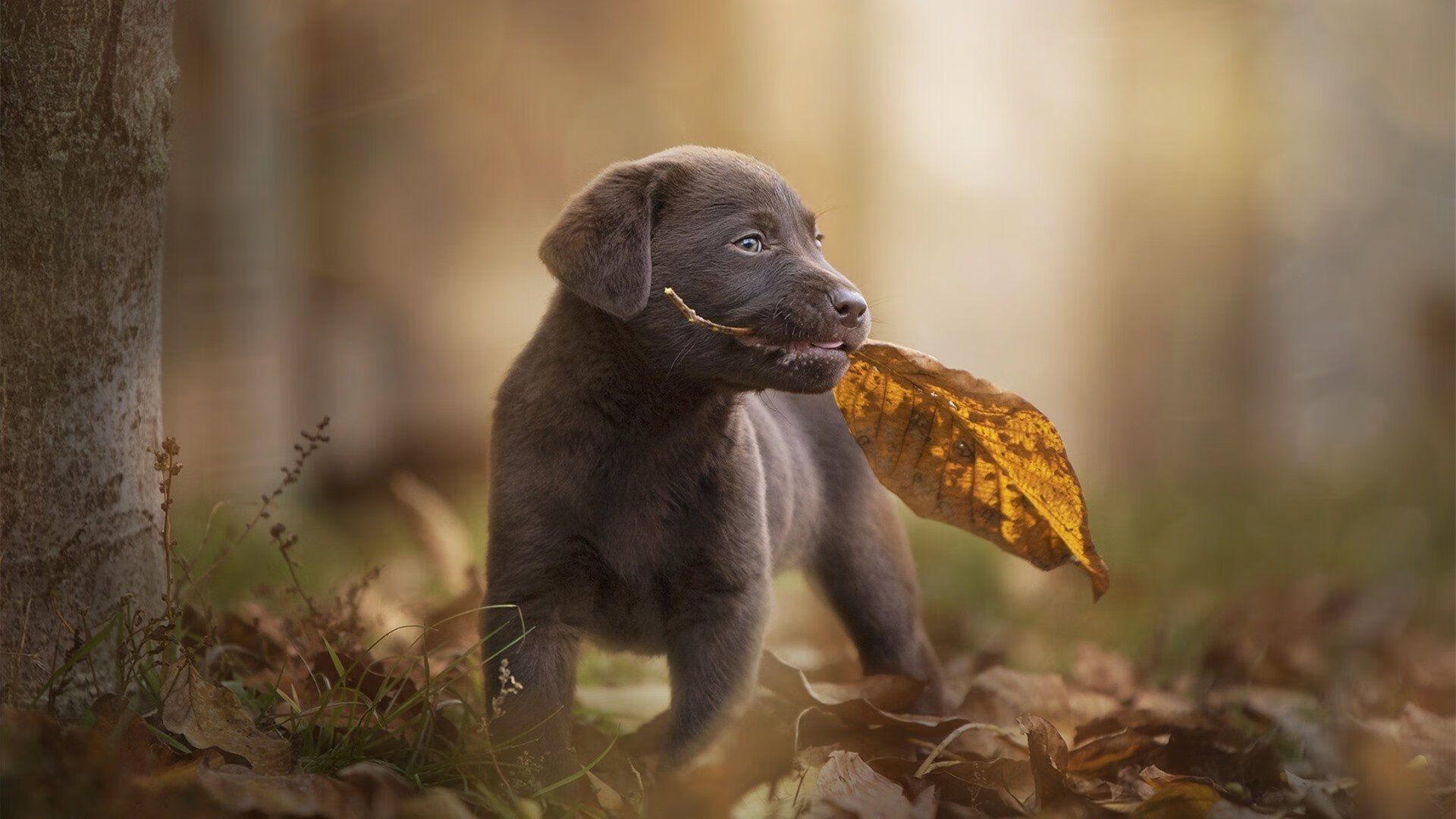 Kaiyun APP-团队默契:北京队全场助攻高达22次,传球流畅!,北京 球队