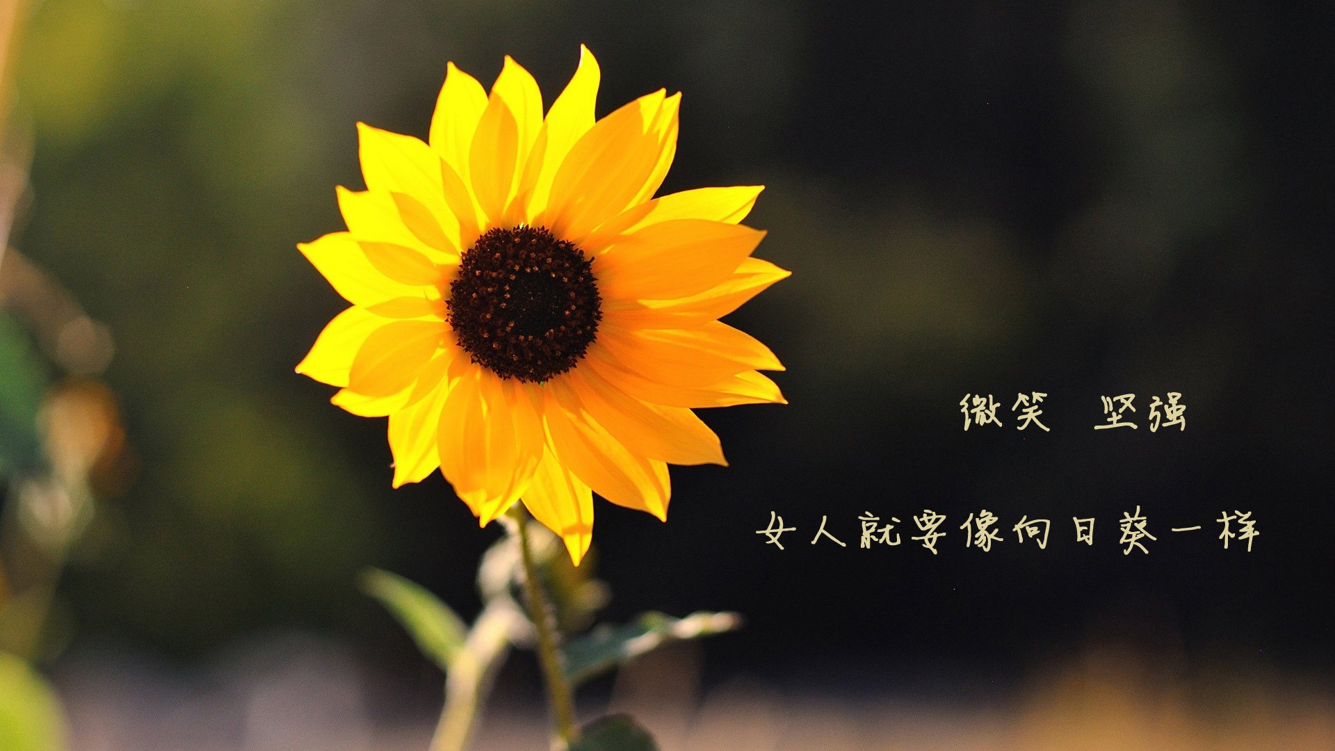 kaiyun登录入口-特色沙滩足球嘉年华，阳光沙滩上的激情竞技，沙滩足球网