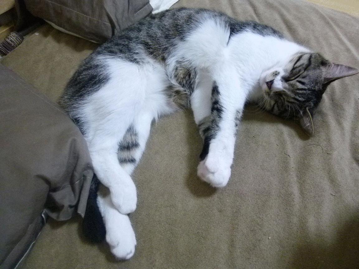 kaiyun官方网站-英超变阵奏效,精彩进球由战术变革带来,英超2021转会最新一览