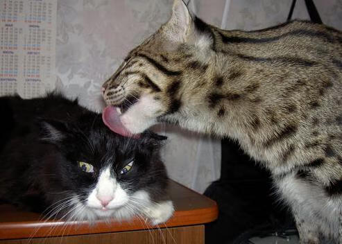 开云·Kaiyun网页版-国际米兰在比赛中大获全胜领跑积分榜，国际米兰积分2020