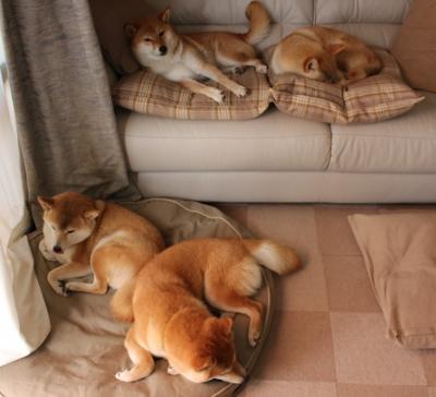 开云官网APP下载-奥格斯堡主场2-1战胜海登海姆，取得三连胜，奥格斯堡对霍芬海姆比分预测