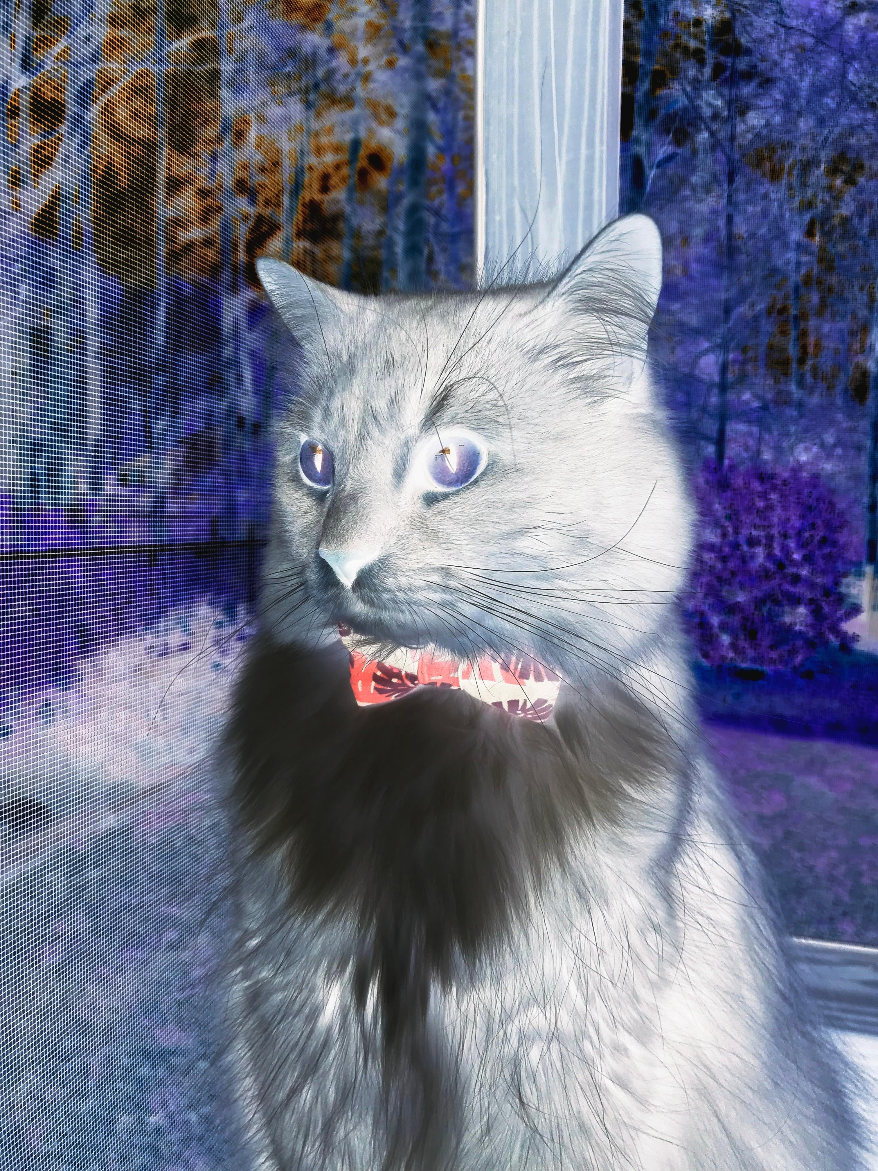 KAIYUNAPP-曼城1-1阿森纳，双方握手言和，曼城阿森纳阵容