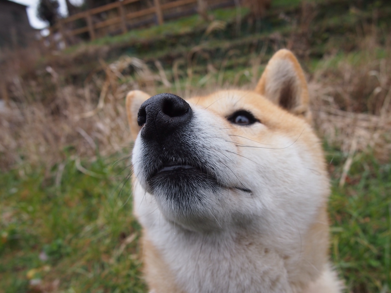 KAIYUNAPP-维达德卡萨布兰卡与欧洲俱乐部达成球员交换协议，ennah卡萨布兰卡