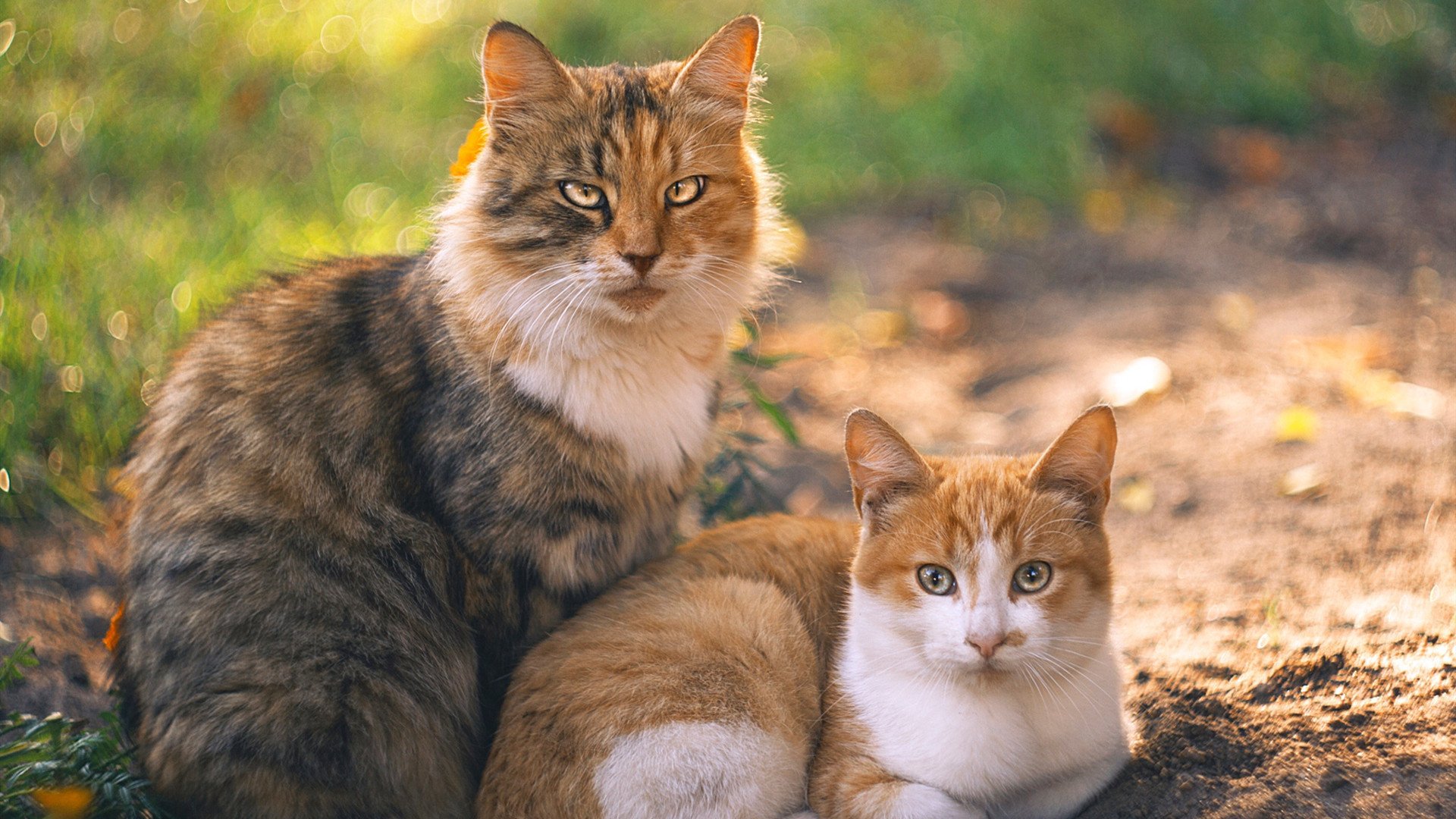 开云网站-谢菲联客场击败纽卡斯尔，英超保级希望渐起，谢菲联 vs 纽卡斯尔