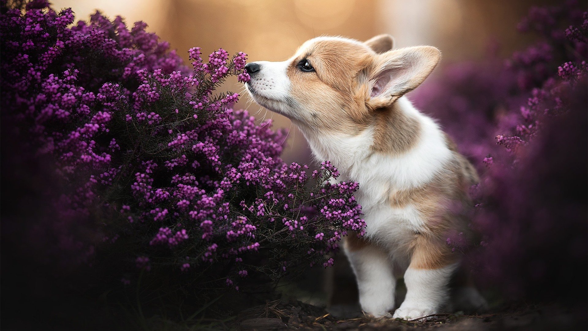 Kaiyun APP-世界青少年马拉松劲爆开跑,燃烧希望,追逐梦想,2021青少年马拉松