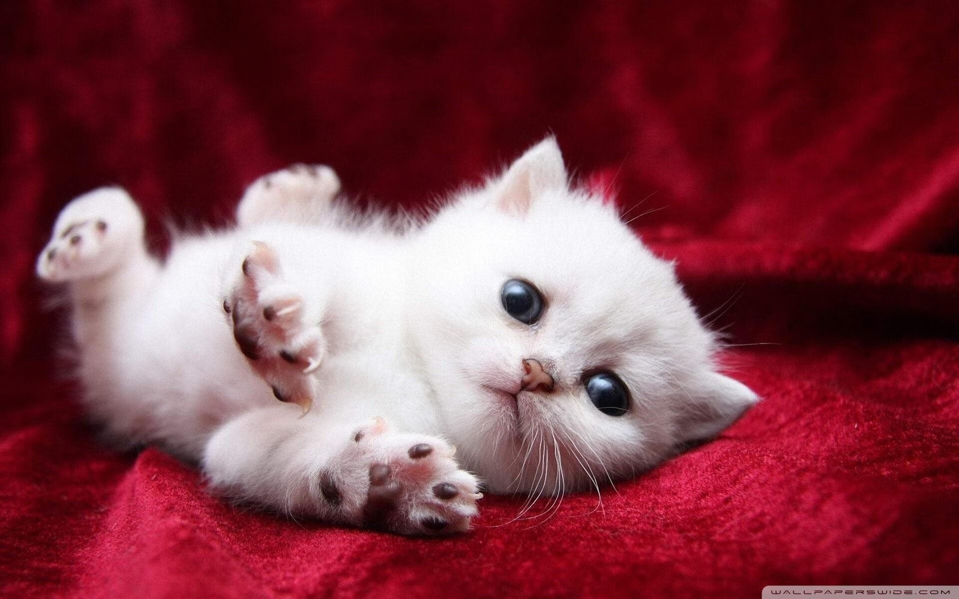 KAIYUNAPP-英超青训课程增加心理韧性训练应对高压比赛，英超青训排名