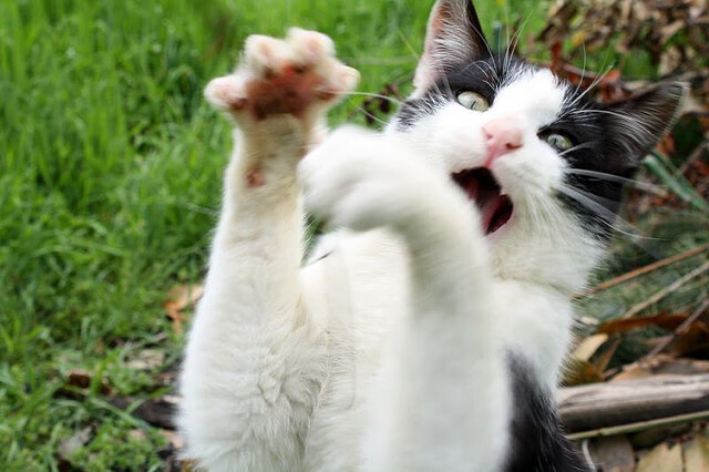 kaiyun.com-“运动舞蹈：2025世界运动会，让音乐与舞步带你飞！”