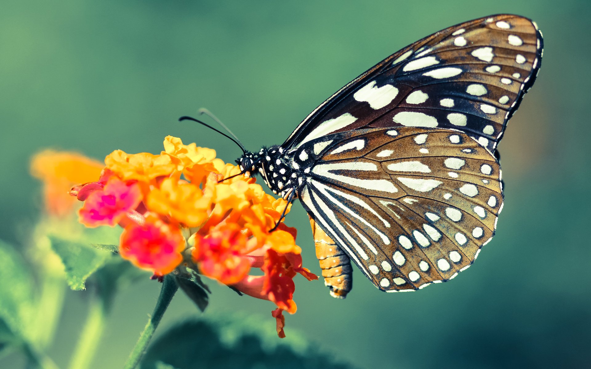 开云体育-乒乓球赛制新规逐步实施,选手反应不一,乒乓球赛赛制