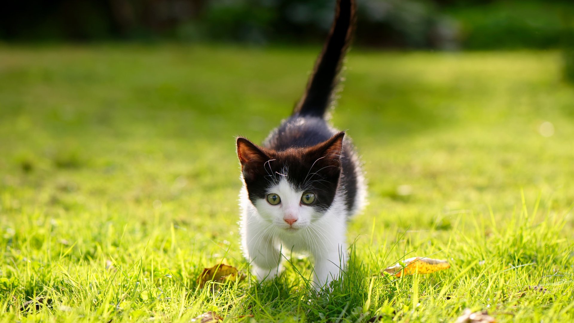 开云中国-体育新闻中心主办体育文化数字创新应用论坛,体育数字化改革方案