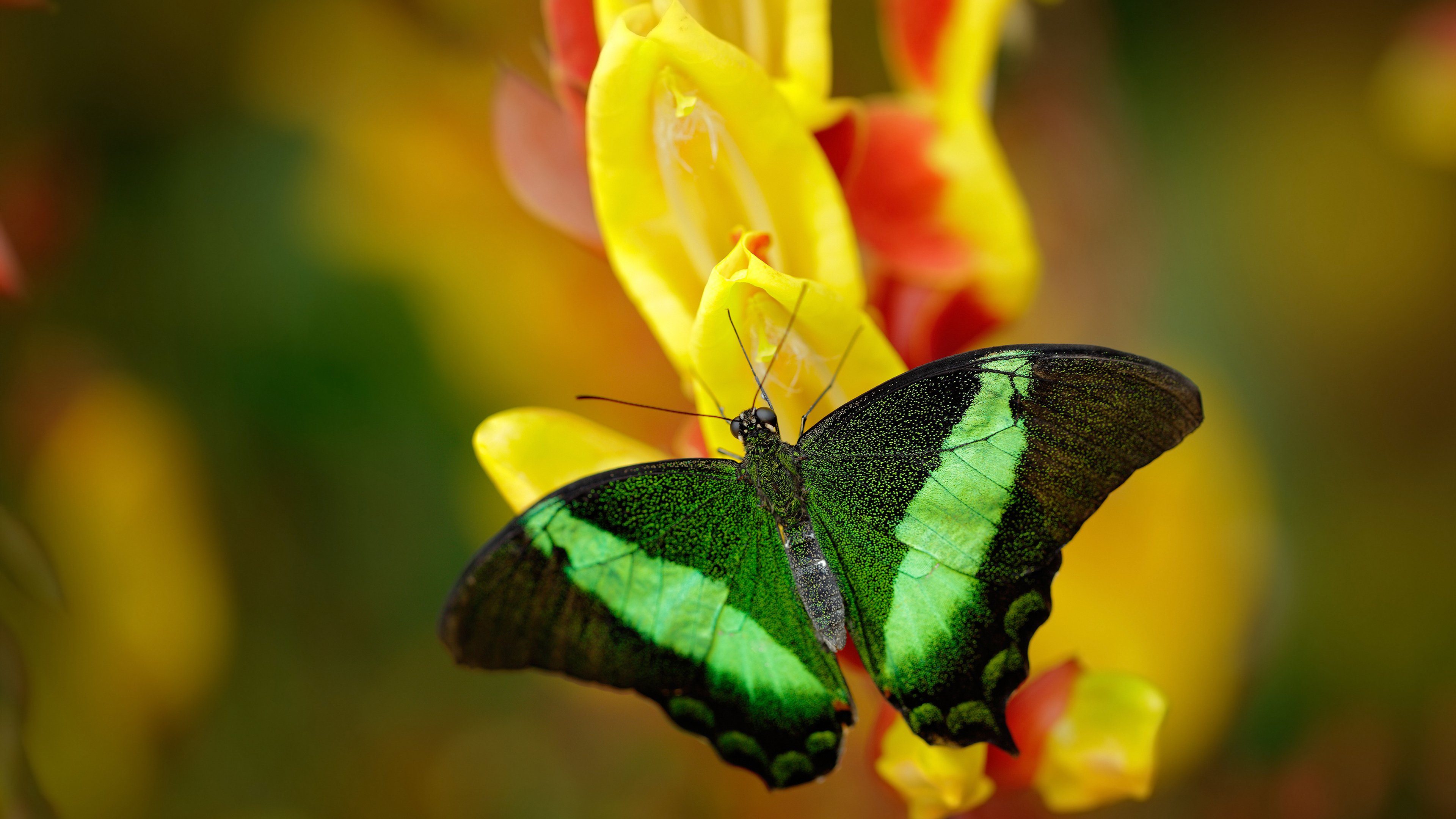 开云·Kaiyun网页版-意大利女子接力队配合更默契,意大利接力队队员