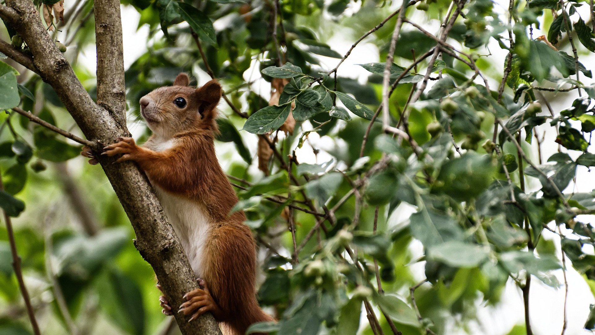 KAIYUNAPP-法甲巅峰终极战:攻势如潮,目不暇接,法甲最佳阵容