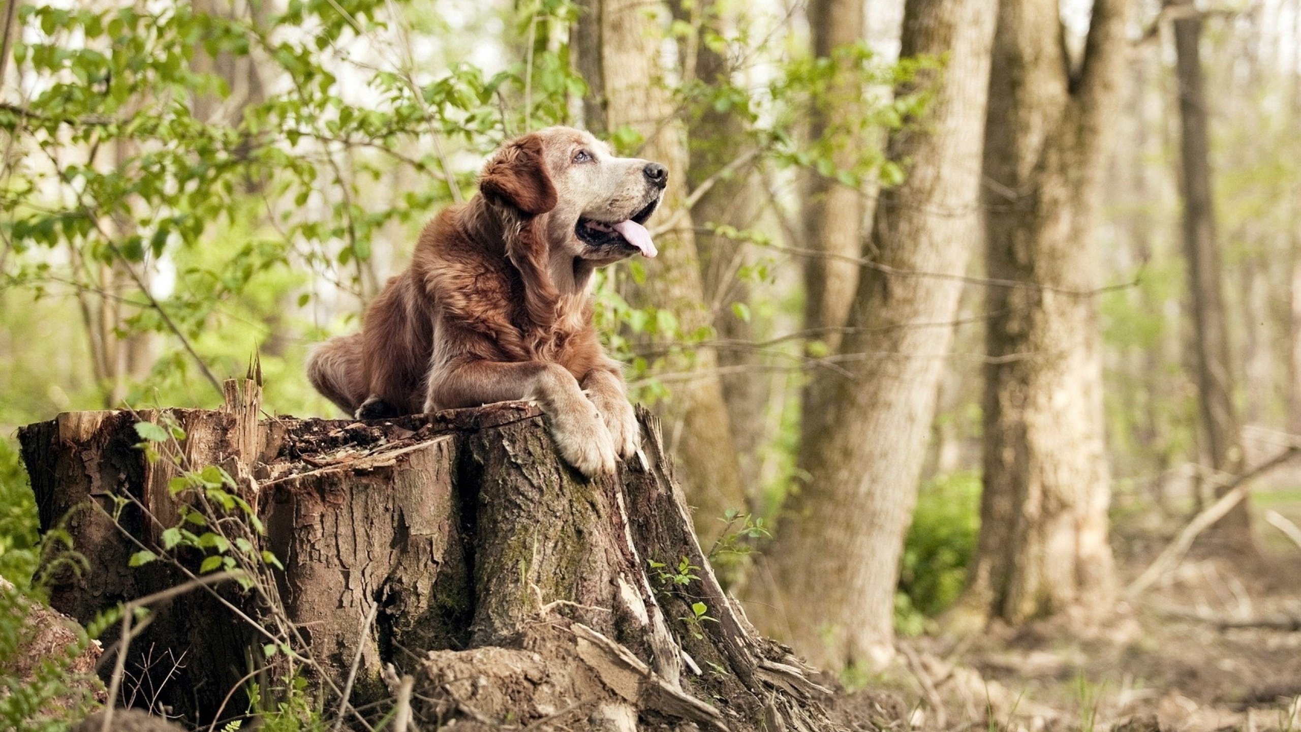 kaiyun体育综合-澳大利亚组合用速度与技巧完美结合,澳大利亚jbi